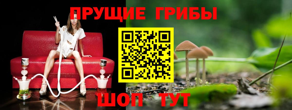 Галлюциногенные грибы Psilocybine cubensis Асбест